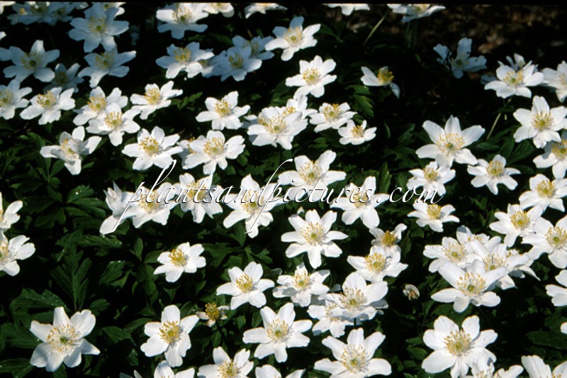 Anemone nemorosa