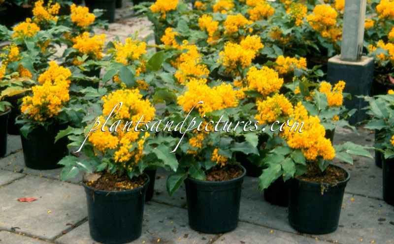 Mahonia ‘Cosmo Crawl’
