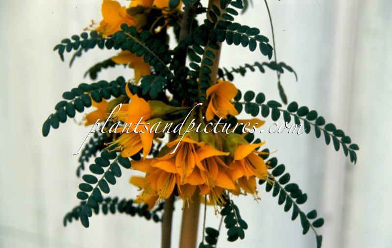 Sophora microphylla ‘Hilsop’ (SUN KING)