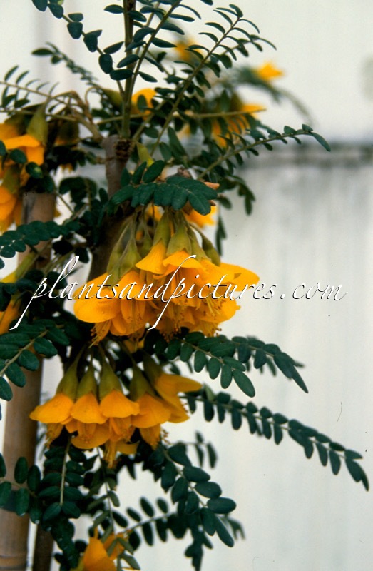 Sophora microphylla ‘Hilsop’ (SUN KING)