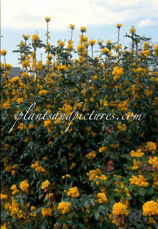 Mahonia aquifolium ‘Undulata’