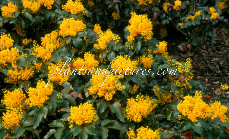 Mahonia ‘Cosmo Crawl’