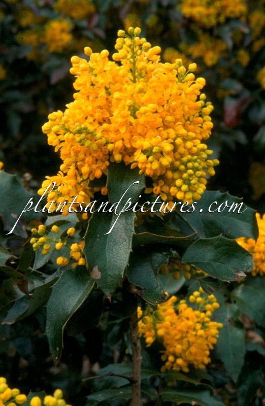 Mahonia ‘Cosmo Crawl’