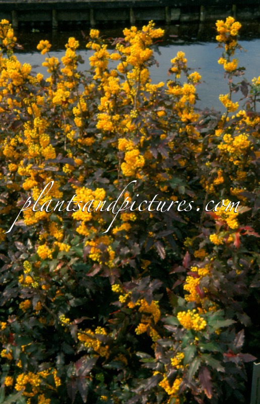Mahonia wagneri ‘Fireflame’