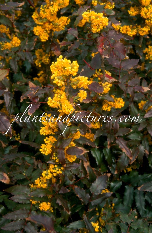 Mahonia wagneri ‘Fireflame’