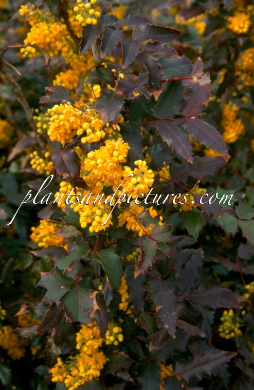 Mahonia wagneri ‘Fireflame’