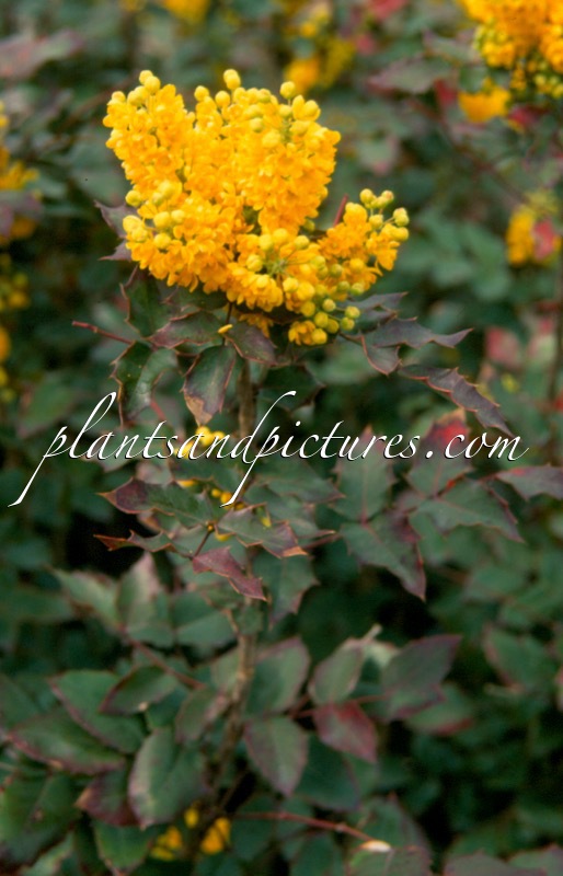 Mahonia wagneri ‘Vicaryi’