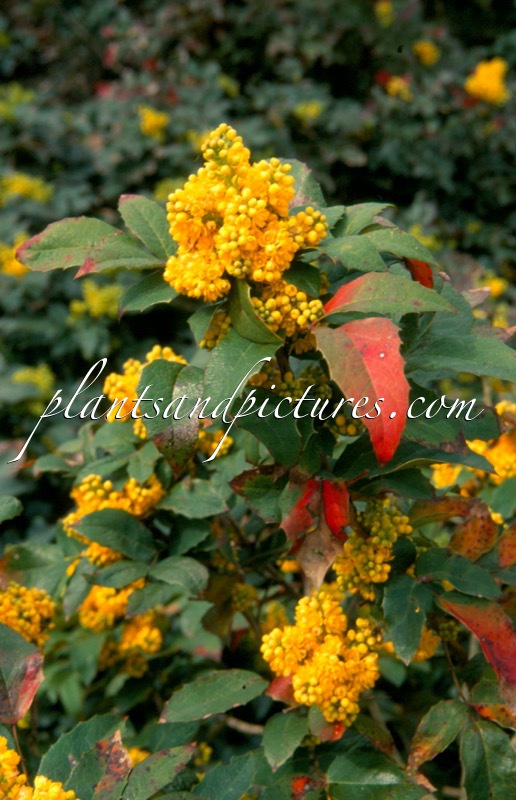 Mahonia wagneri ‘Dart’s Flashlight’