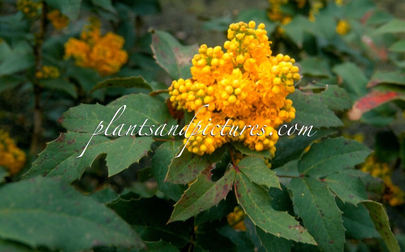 Mahonia wagneri ‘Dart’s Flashlight’