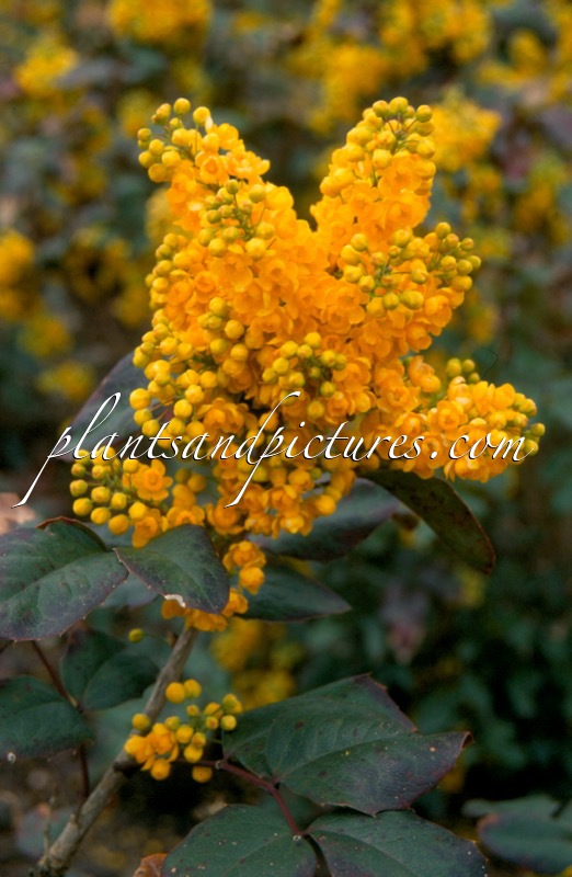 Mahonia ‘Aldenhamensis’ Hort.