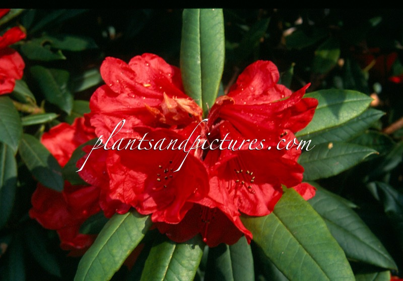Rhododendron ‘Matador Exbury’