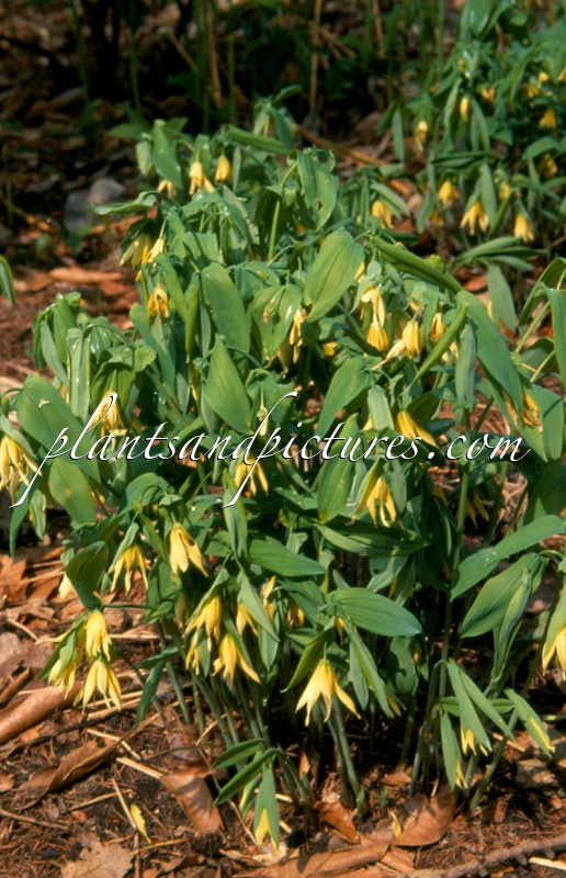 Uvalaria grandiflora