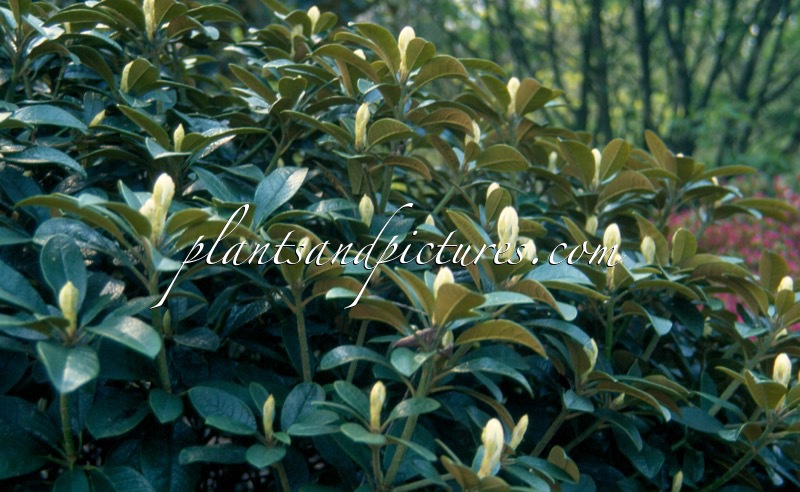 Rhododendron wiltonii