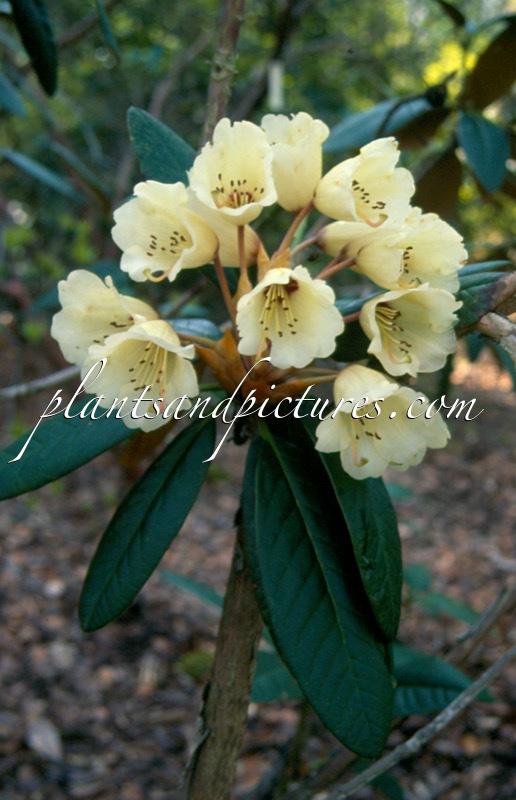 Rhododendron wightii