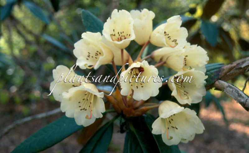 Rhododendron wightii