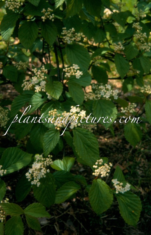 Viburnum wrightii