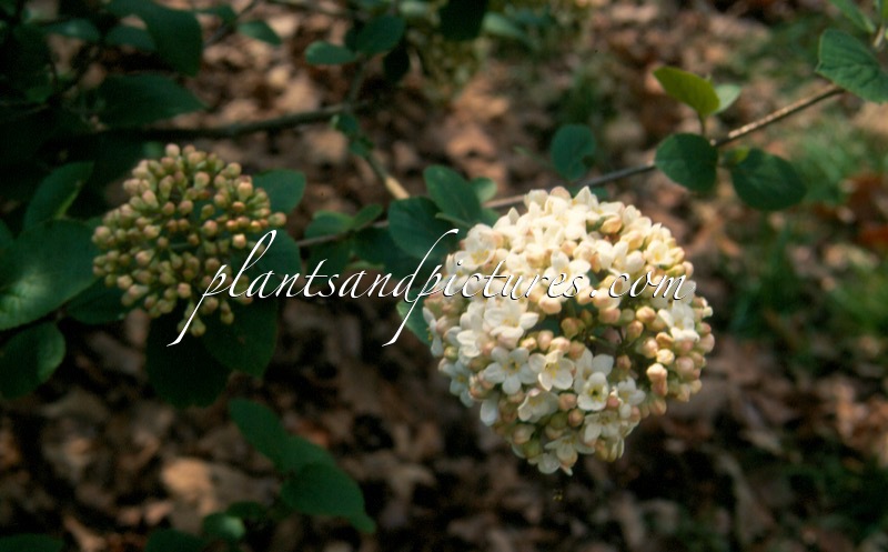 Viburnum carlcephalum