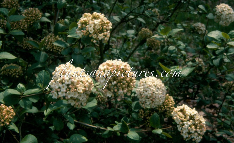 Viburnum carlcephalum