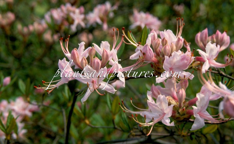 Rhododendron periclymenoides