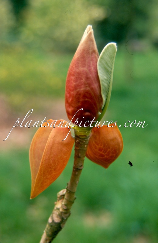 Magnolia officinalis var. biloba