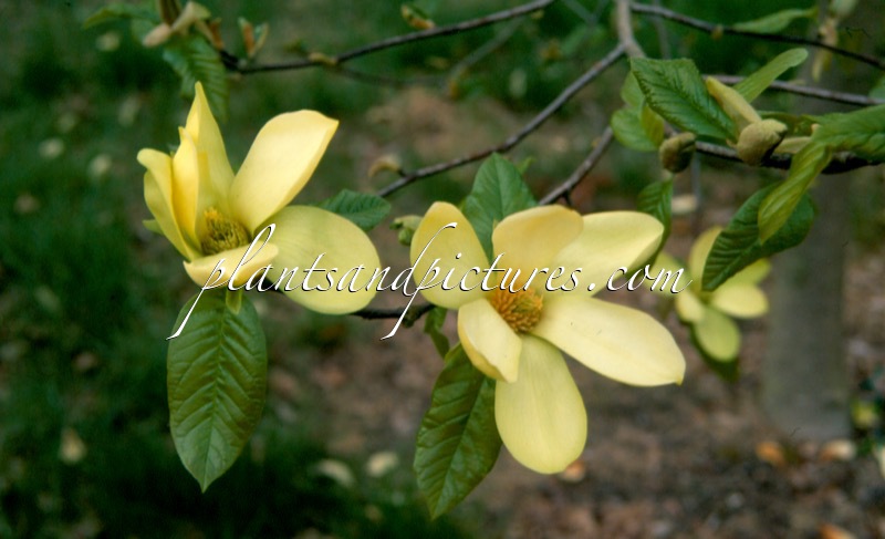 Magnolia ‘Yellow Star’