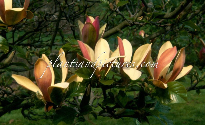 Magnolia brooklynensis ‘Woodsman’