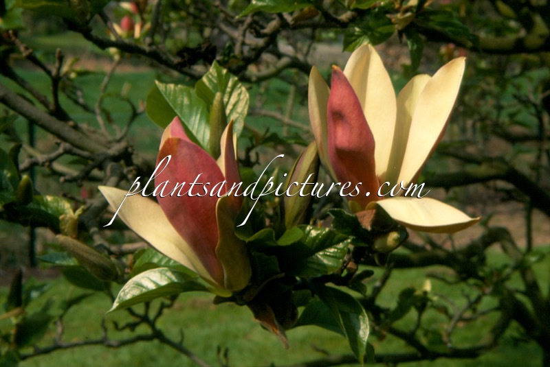 Magnolia brooklynensis ‘Woodsman’