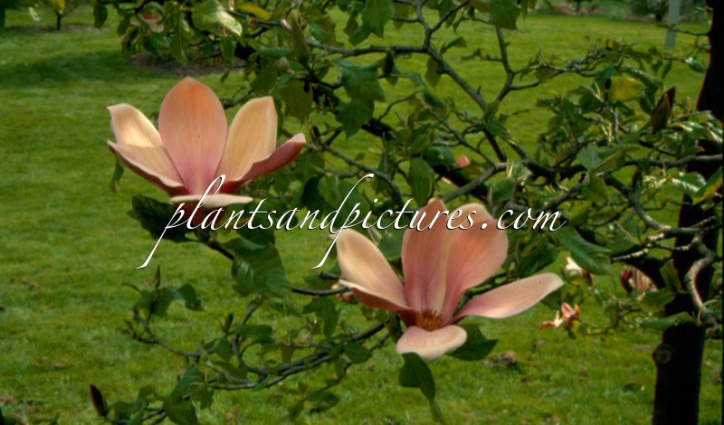 Magnolia brooklynensis ‘Evamaria’