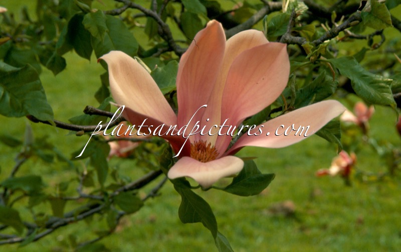 Magnolia brooklynensis ‘Evamaria’