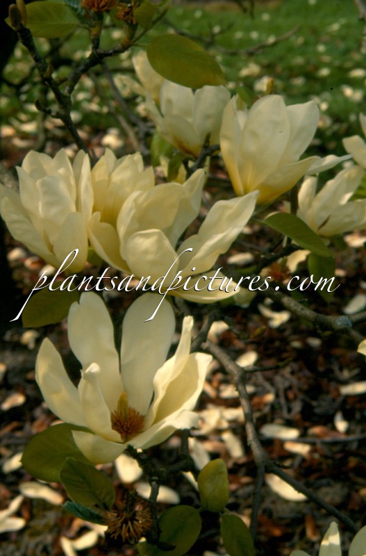 Magnolia ‘Elizabeth’