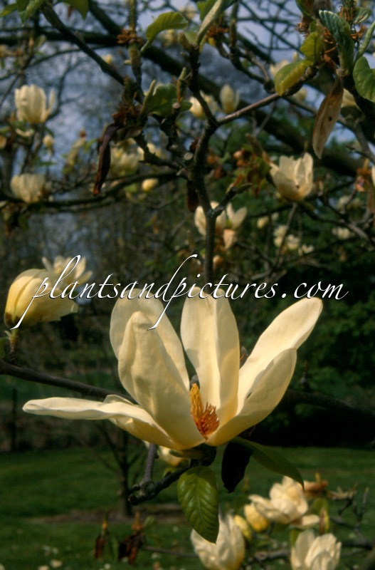 Magnolia ‘Elizabeth’