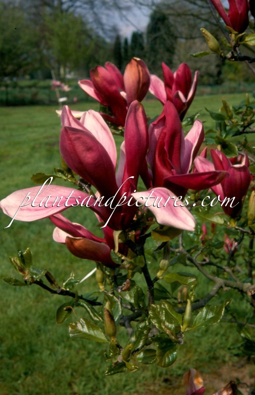 Magnolia liliiflora ‘Nigra’