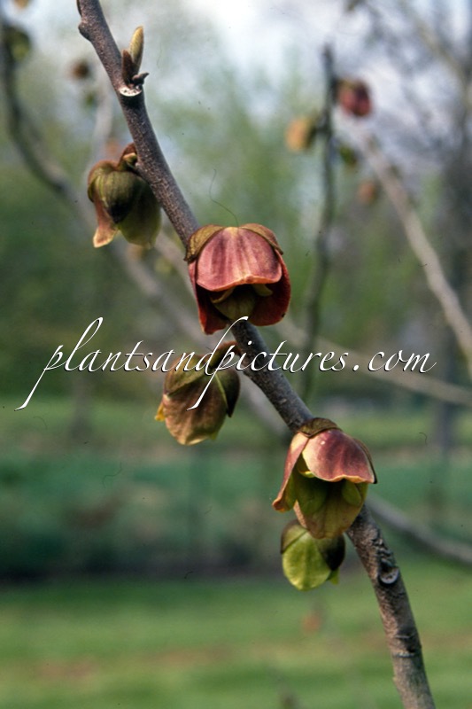 Asimina triloba