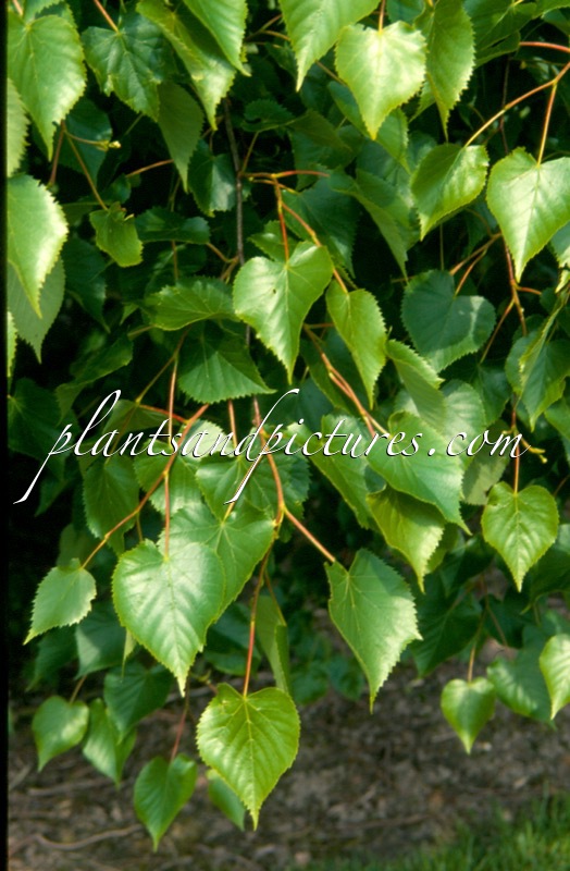 Tilia amurensis