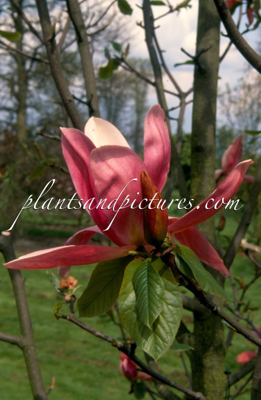 Magnolia ‘Daybreak’