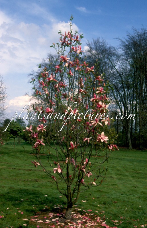 Magnolia ‘Daybreak’