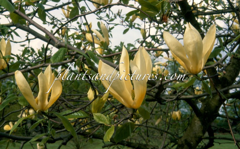 Magnolia ‘Limelight’
