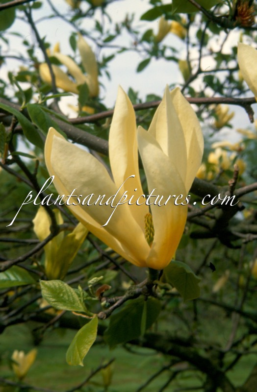 Magnolia ‘Limelight’