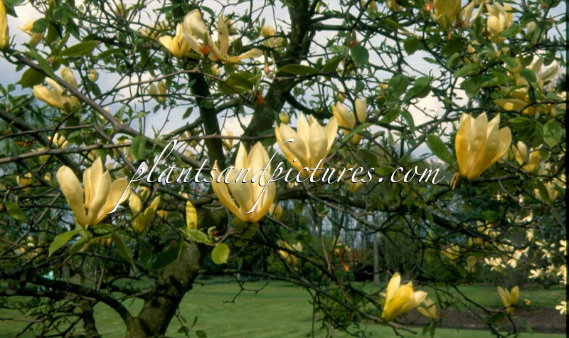Magnolia ‘Limelight’