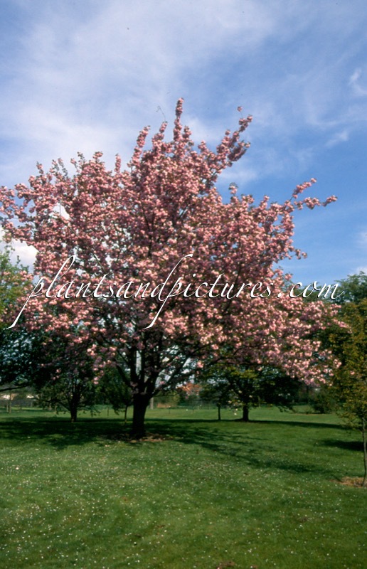 Prunus serrulata ‘Kanzan’