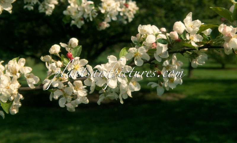 Malus ‘Evereste’ (PERPETU)