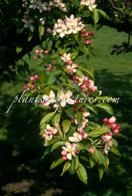 Malus ‘Golden Hornet’