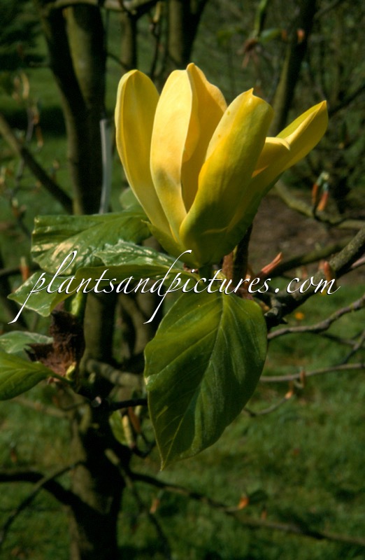 Magnolia ‘Green Bee’