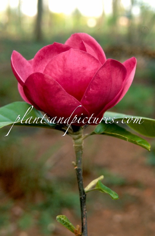 Magnolia ‘Jurmag1’ (BLACK TULIP)