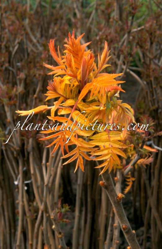 Rhus typhina ‘Sinrus’ (RADIANCE)