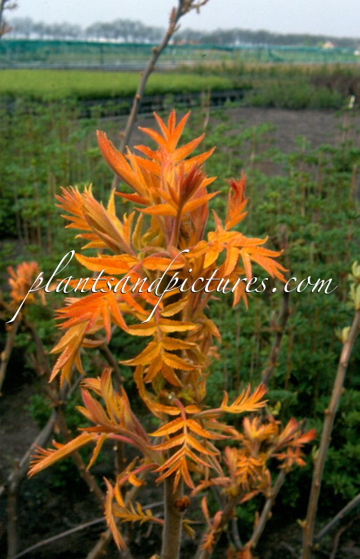 Rhus typhina ‘Sinrus’ (RADIANCE)