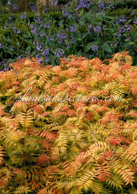 Sorbaria sorbifolia ‘Sem’