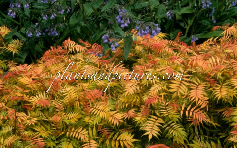 Sorbaria sorbifolia ‘Sem’