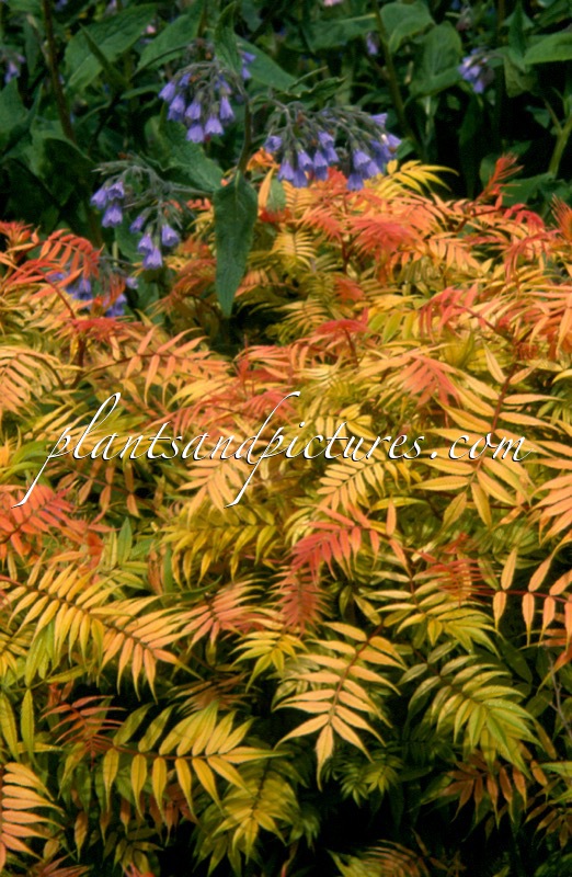 Sorbaria sorbifolia ‘Sem’