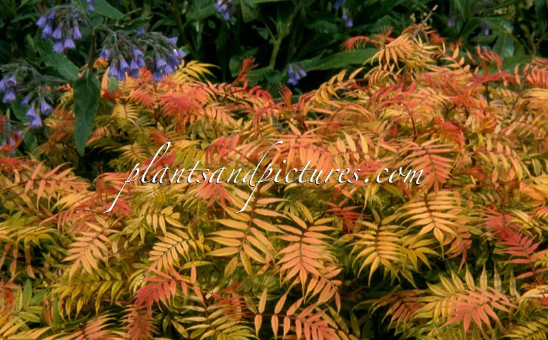 Sorbaria sorbifolia ‘Sem’